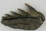 Fossil Cow Shark (Notorynchus) Tooth - Maryland #21319-1